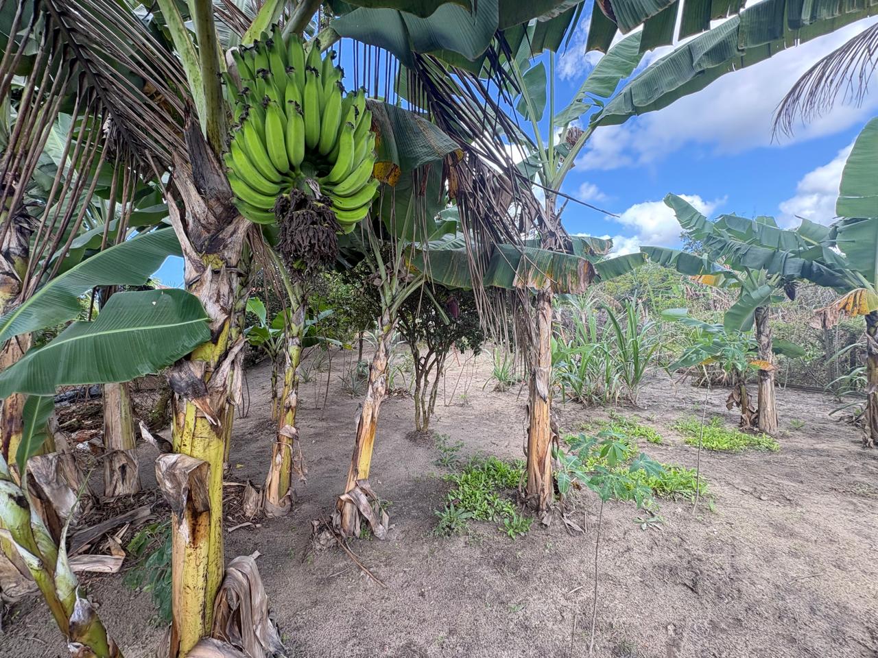 🌿🏡 OPORTUNIDADE PARA QUEM BUSCA TRANQUILIDADE E CONTATO COM A NATUREZA! 🌳🌊